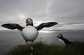 Atlantic puffins on a cliff at twilight Iceland