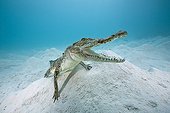 Young Saltwater Crocodile resting on sandy bottom Australia ; Story "Meeting with a Saltwater Crocodile"