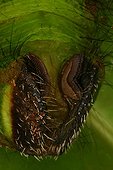 Anal false paws of an Actias Butterfly caterpillar