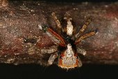 Male Jumping Spider waiting for a female Sieuras Ariège
