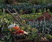 Harvest of vegetables at Domaine de St Jean de Beauregard