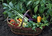 Harvest of vegetables at Domaine de St Jean de Beauregard