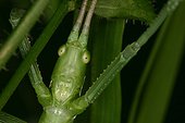 Head of a Predatory Bush Criquet larvae in the vegetation