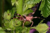 Crab Spider defecating in a scrubland Montolieu