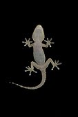 Crocodile Gecko climbing on a glass at night France