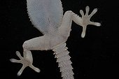 Paws of a Crocodile Gecko on a glass at night France
