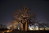 Baobab tree in the savannah at twilight Botswana ; Lit up to enhance the natural beauty of this ancient tree.