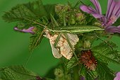 Larvae of a Predatory Bush Cricket eating a Moth