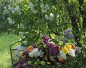 Bouquets de Lilas sur une table de jardin