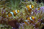 Young clown fish in a sea anemone