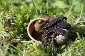 Worms devour a gleaming Escargot 