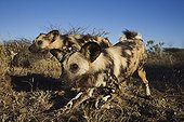 African Wild Dogs in the savanna Africa