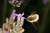 Bee Fly gathering nectar on a flower Sieuras Ariège
