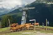 Cows in the summer with cowboy Savoie La Plagne