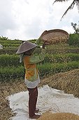 Rice harvest Bali Indonesia