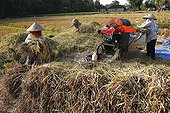 Rice harvest Bali Indonesia