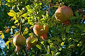 Pomegranate tree in fruit in a garden in Provence France