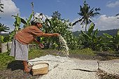 Woman drying of sweet potato pulp Bali Indonesia 