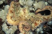Giant Octopus camouflaged among white Sea Anemones