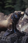 Steller Sea Lion entangled in agill net Alaska Pacific Ocean ; It will eventually die