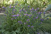 Purple Viper Bugloss in organic garden in summer