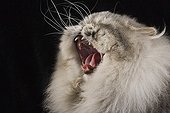 Portrait of a blue spotted Persian Tabby yawning