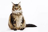 Brown Classic Tabby Maine Coon sat South Africa