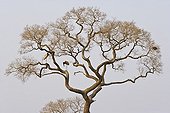 Couple of American jabirus close to nest Pantanal Brazil