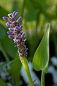 Pickerelweed in button in a garden pound in Provence France