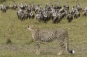 Cheetah and Vultures Nature Reserve Masai Mara Kenya
