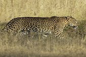 Sri Lankan Leopard walking in grass Yala Sri Lanka