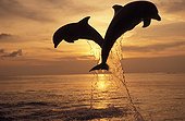 Bottlenose Dolphins jumping out of water at sunset Honduras