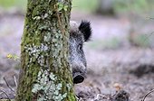 Wild Boar head hidden behind a tree in the woods France