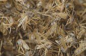 Pile of dead mosquitoes Spain