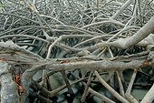 Tangled roots of mangrove Mangrove Martinique 