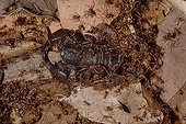 Legionnaire ants attacking a Scorpion French Guiana 