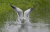Lesser Black-backed Gull catching a fish Finland 