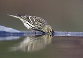 Serin drinking at the edge of a pond Spain 