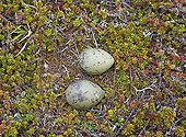 Arctic Skua eggs on tundra Norway
