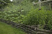 Kitchen garden surrounded by chesnut woven hedge