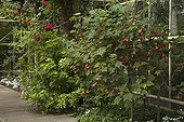 Mexican orange blossum and abutilon in bloom in a garden