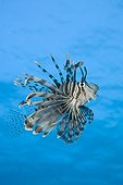 Lionfish in Daedalus Reef Red Sea Egypt