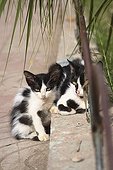 Of stray cats in the city of Marrakech Morocco