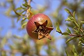 Fruit of pomegranate in Marrakech Morocco 