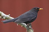 Black bird male on branch Finland