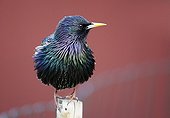 Common Starling male on a picket Finland
