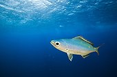Caesio à croissant nageant à Daedalus Reef Mer Rouge Egypte