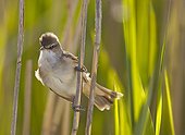 Great Reed Warbler on reed Estonia