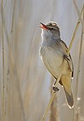 Great Reed Warbler singing on reed Estonia