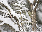 Grey-headed Woodpecker on trunk in winter Finland